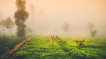 Green Grass Field and Trees