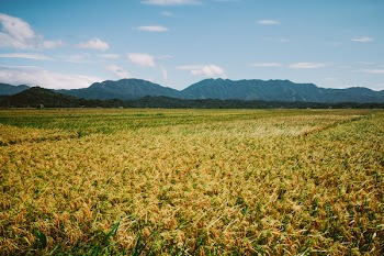Green Grass Field at Daytime