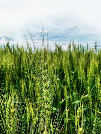 Green Grass Field Close-up Photography