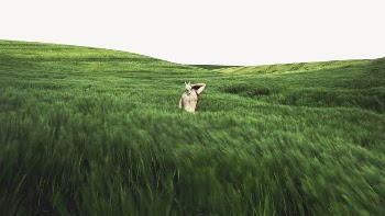 Green grass field desktop wallpaper, | Free PSD - rawpixel