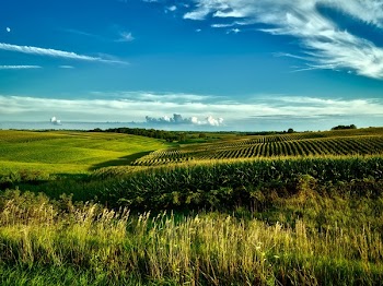 Green Grass Field during Day Time