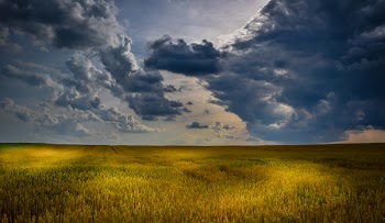 Green Grass Field during Daytime