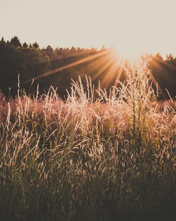 Green Grass Field during Orange Sunset