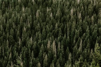 Green Grass Field · Free Stock Photo