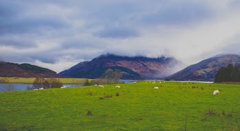 Green Grass Field Near Body of Water