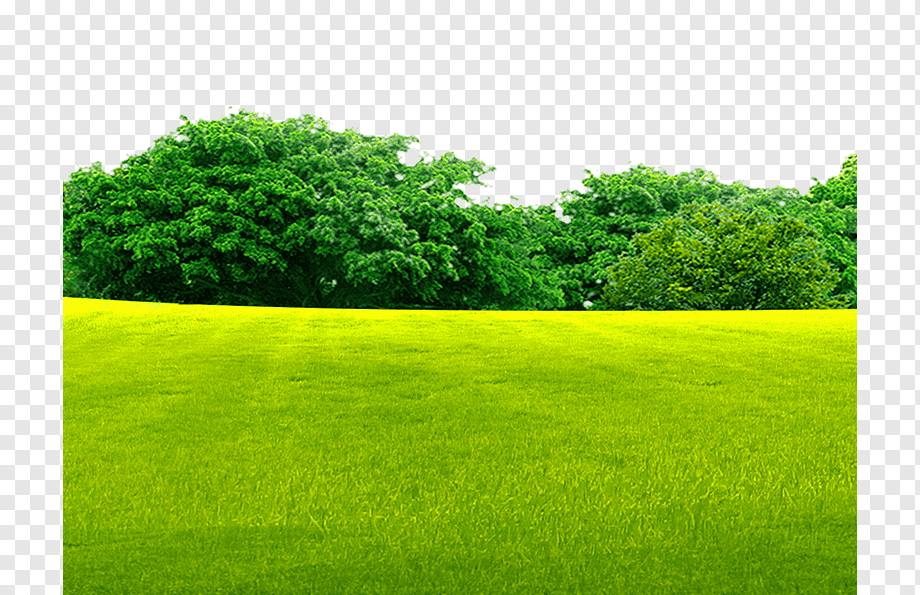 green grass field near green trees, Lawn Grassland, Woods on the grass, leaf, landscape, computer Wallpaper png