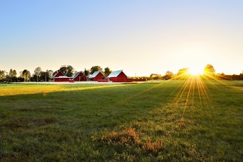 Green Grass Field Near Houses 