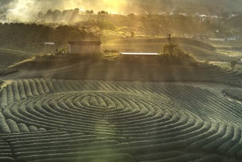 Green Grass Field Scenery
