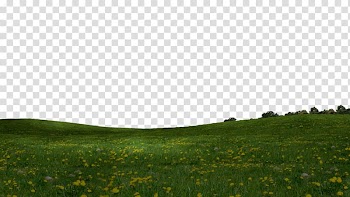 Green grass field, Steppe Grassland Vegetation Plain Lawn, Grass Cartoon transparent background PNG clipart