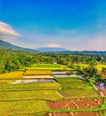 Green Grass Field Under Blue Sky