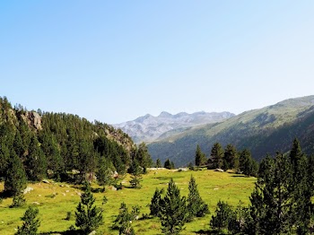 Green Grass Field With Trees