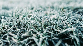 Green Grass in Close Up Photography