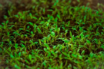 Green Grass in Tilt Shift Lens Photography