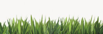 Green grass isolated on white, | Free Photo - rawpixel