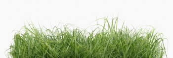 Green grass isolated on white, | Free Photo - rawpixel