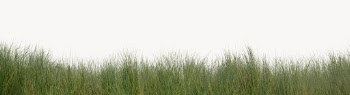 Green grass isolated on white, | Free Photo - rawpixel