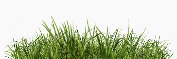 Green grass isolated on white, | Free Photo - rawpixel