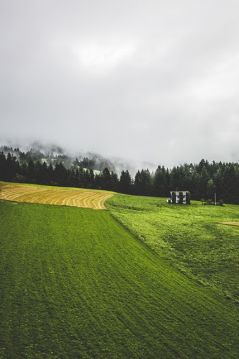 Green Grass Lawn Near Trees