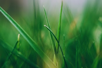 Green Grass Leaf