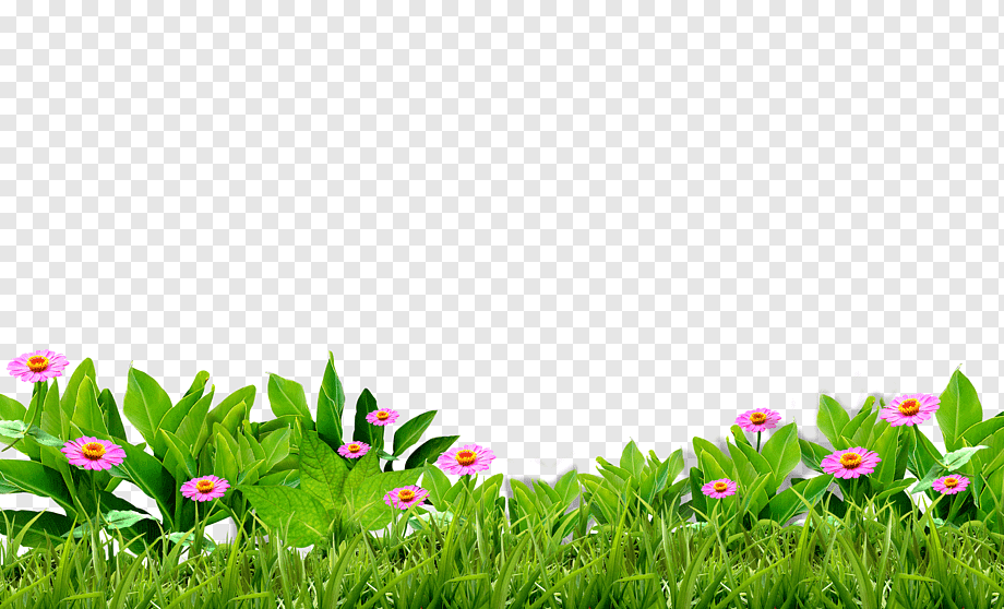 Green grass, leaf, computer Wallpaper, grass png