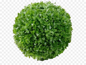 green grass leaf plant herb