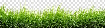 Green grass, Line Of Grass transparent background PNG clipart