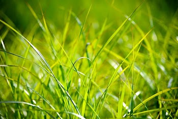 Green Grass Macro Photography