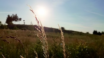 Green Grass Meadow