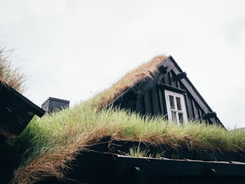 Green Grass on Roof