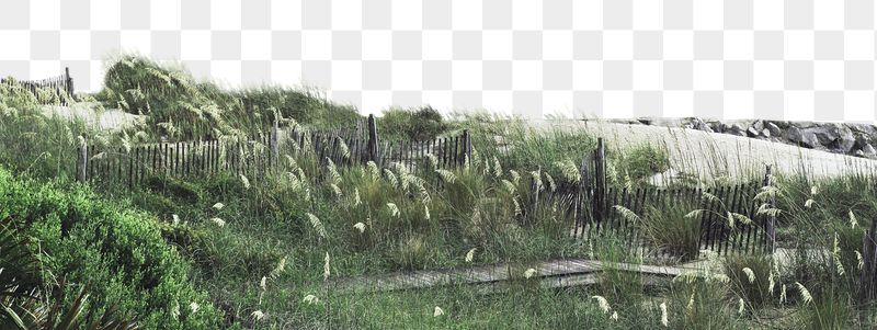 Green grass png border, transparent | Free PNG - rawpixel