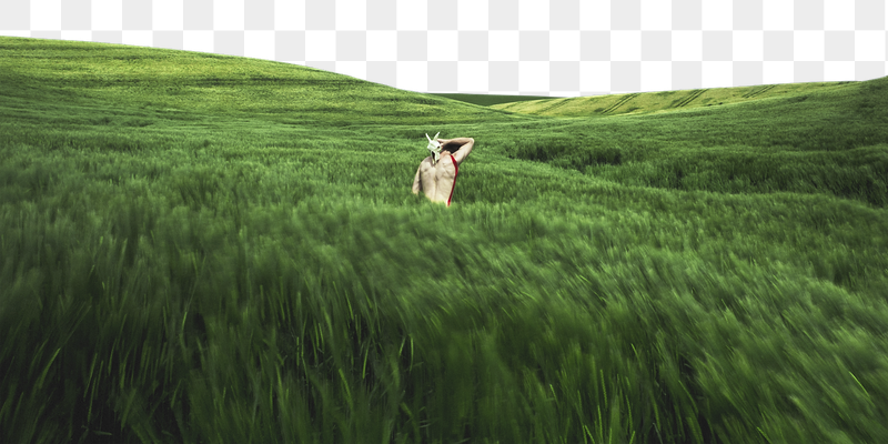 Green grass png field border, | Free PNG - rawpixel