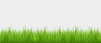 Green Grass PNG Image Background