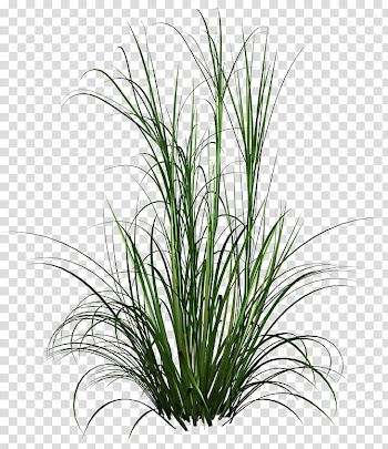 Green grass , Purple Fountain Grass Lawn Grasses, Watercolor plant transparent background PNG clipart