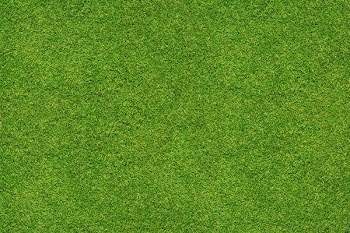 green grass texture