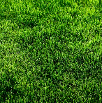 Green grass texture from a soccer field