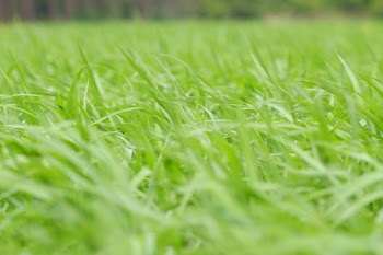 Green Grass Under Sky