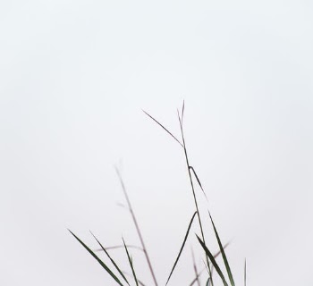 Green Grass Under White Sky · Free Stock Photo