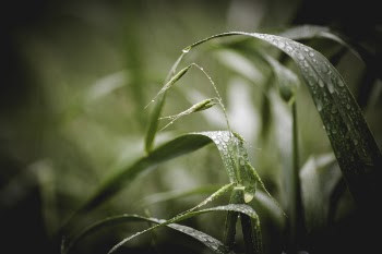Green Grass With Water Droplets