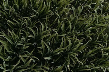 Green Grasses