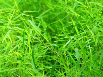 Green Grasses