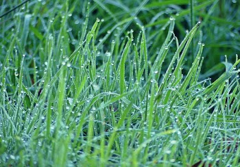 Green Grasses With Water Dew