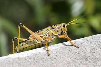 Green Grasshopper