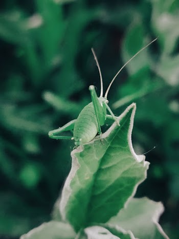Green Grasshopper