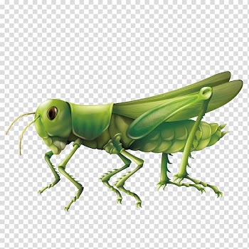 Green grasshopper art, Grasshopper Diagram Illustration, grasshopper transparent background PNG clipart