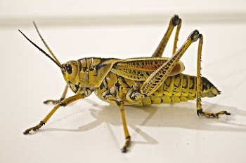 Green Grasshopper Close-Up Photo