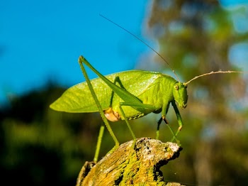 Green Grasshopper during Day Time