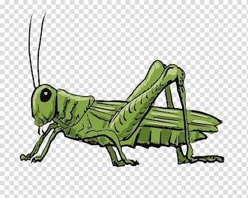 Green grasshopper illustration, Grasshopper illustration Drawing Illustration, grasshopper transparent background PNG clipart