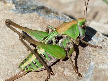 Green Grasshopper on Brown Stone