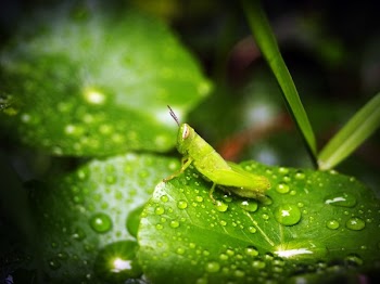 Green Grasshopper on Green Wet Leaf
