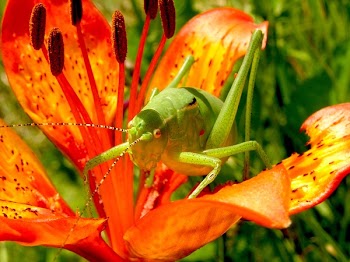 Green Grasshopper on Red 5 Petaled Flower